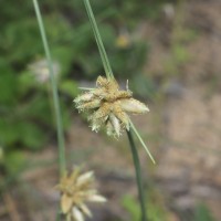 Cyperus arenarius Retz.